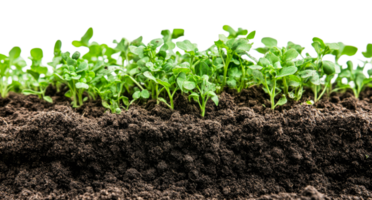 Seedlings emerging from soil, new growth, cut out transparent png