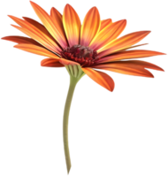 Stunning Arctotis flower with beautiful, colorful petals perfect for gardens. . png