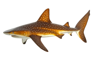 Spotted Shark Poses Gracefully on Black Background, cut out transparent png