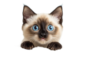 Siamese cat face with blue eyes on black background, cut out transparent png