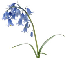 Blue Star Creeper Flowers Bringing Vibrance to Ground Coverage in Gardens. . png