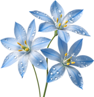 Ground Cover from Blue Star Creeper Flowers Adding Color to Gardens. . png