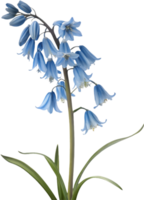 Blue Star Creeper Flowers Perfect for Creating Beautiful Ground Coverage. . png