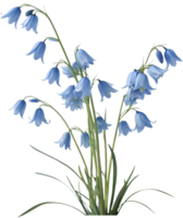 Add Colorful Ground Coverage with Blue Star Creeper Flowers in Gardens. . png