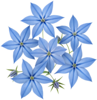 Blue Star Creeper Flowers Offer Beautiful Ground Coverage for Gardens. . png