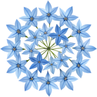 Blue Star Creeper Ideal for Garden Growth and Ground Covering. . png