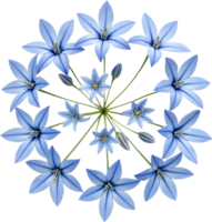 Delicate Blue Star Creeper Flowers Enhancing Garden Grounds with Color. . png