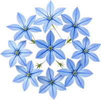 Vibrant Blue Star Creeper Flowers Ideal for Ground Coverage in Gardens. . png