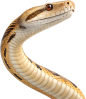 Reticulated python snake with exotic and colorful patterns in detailed clipart. . png