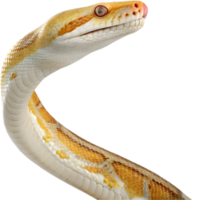 Beautiful reticulated boa snake clipart, featuring stunning color patterns. . png