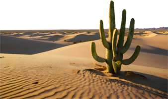 Solitary cactus tree in an expansive desert under clear skies. . png