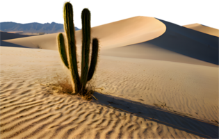 Isolated cactus tree in the dry desert under a bright sky. . png
