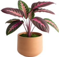 Fresh Calathea orbifolia tropical leaf clipart for digital projects. . png
