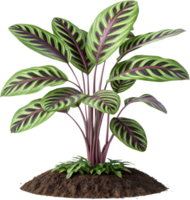 High-quality digital clipart of Calathea orbifolia tropical plant. . png