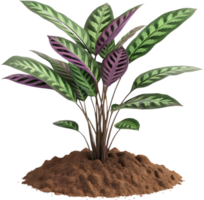 Colorful and textured Calathea orbifolia leaf illustration for walls. . png