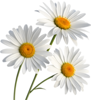 Natural Daisy flower clipart with clean lines and soft petals. . png