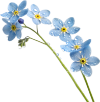 Colorful Forget-Me-Not flowers clipart for creating beautiful patterns. . png