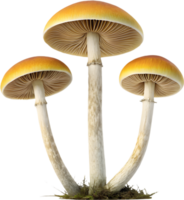 High-quality fungi art with colorful and intricate textures. . png