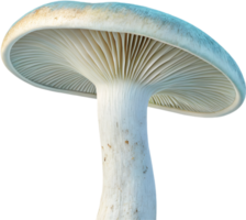 Artistic fungi design with intricate textures and colors. . png