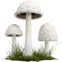 Magical fungi with vibrant textures in a forest setting. . png