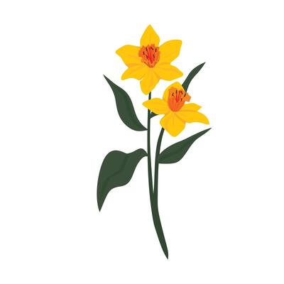 Bright Yellow Daffodil Flowers in Full Bloom, Beautiful Spring Floral Scene