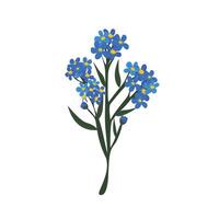 Soft Blue Forget-Me-Not Blossoms, Symbol of Remembrance and Love in Spring vector