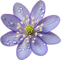 Realistic Botanical Drawing of Hepatica Americana. . png