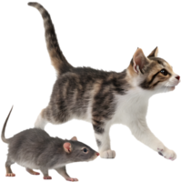Cuddly Kitten And Rat Whimsical Artwork. . png