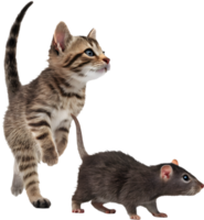Soft Kitten And Rat Cartoon Creation. . png