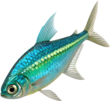 Digital Lanternfish Graphics for Ocean Creatures. . png
