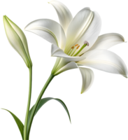 Beautiful Lily Flower with Graceful Petals and Vibrant Color Design. . png