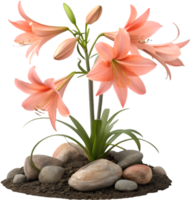 Elegant Floral Clipart of Lily Flower with Colorful and Soft Petals. . png