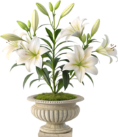 Vibrant Lily Flower Clipart with Fresh Bloom and Elegant Petals. . png