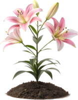 Colorful Lily Flower Clipart with Delicate and Graceful Petals. . png