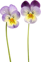 Hand-drawn Pansy Johnny Jump-Up Clipart for Creative Projects. . png
