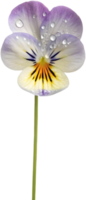 Artistic Representation of Miniature Pansy Johnny Jump-Up. . png