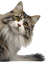 Cute Peeking Cat Art to Bring Joy and Curiosity into Your Projects. . png