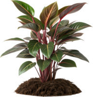 Natural and Lush Philodendron Gloriosum Leaf Clipart for Design Projects. . png