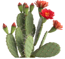 Sharp and Detailed Desert Cactus Artistic Visuals. . png