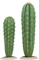Creative Cactus Design for Wild Nature Concepts. . png