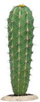 Eye Catching Prickly Pear Cactus with Desert Charm. . png