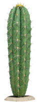 Green Succulent with Sharp Thorns Unique Design. . png