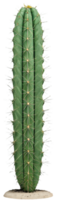 Exotic Prickly Pear Cactus Artistic Nature Clipart. . png