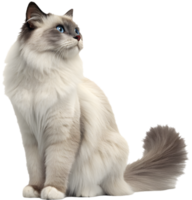 Gentle and Calm Ragdoll Cat in a Relaxed Mood. . png