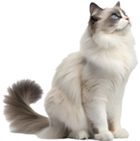 Playful Ragdoll Cat with Soft Fur and Whiskers. . png