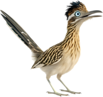 Roadrunner Bird in Motion with an Animated Style. . png