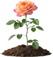 Digital Rose Art for Wedding and Event Designs. . png