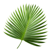 Fresh green palm leaf sharp edges png
