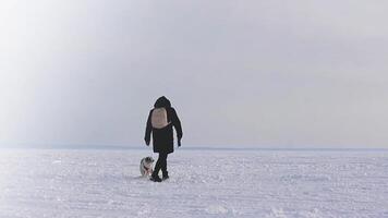 Man walks Australian Shepherd puppy through snowfield video