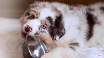 Little Cute Puppy of Aussie Australian Shepherd puppy in blue marble color different eye color nibbles on her food bowl video